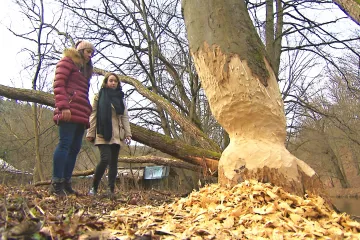 Bobři na vzestupu. Vodní hlodavci škodí, Moravané si na ně ale začínají zvykat