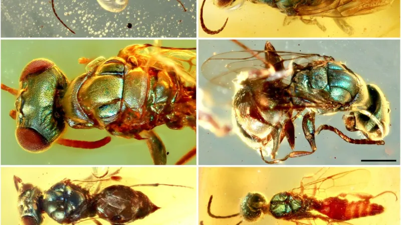 Hmyz zachovaný v jantaru