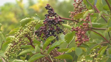 Bezová farma z Křížova na Benešovsku