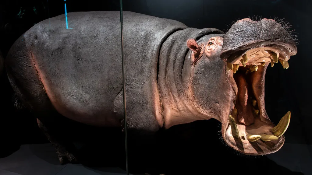 Zázraky evoluce