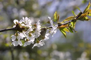 Strany si připomínají První máj poděkováním i kritikou vlády