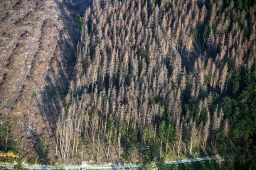 Všechny síly proti kůrovci. Stát hledá cesty, jak čelit historické kalamitě v českých lesích