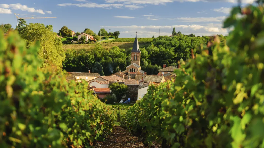 Vinice v regionu Beaujeu