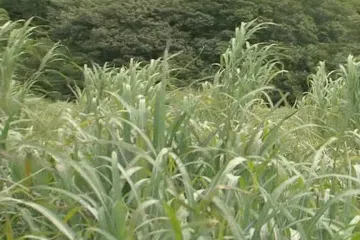 Ozdobnice může být novým zdrojem biopaliv