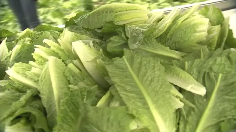 Salát po koupeli v chlorované vodě nemusí být nezávadný