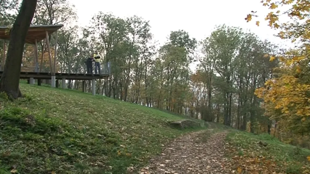 Wilsonův les láká ptáky