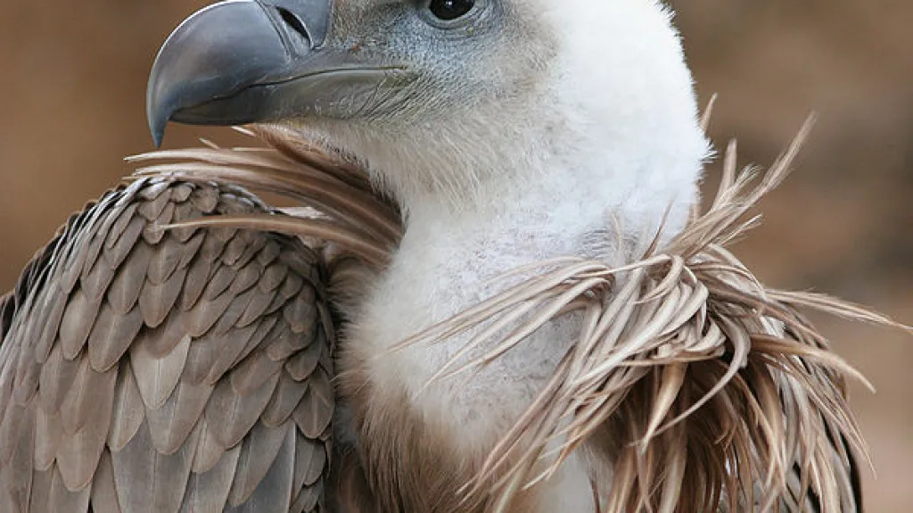 Sup