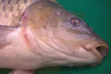 Vánoce zpečetí osud kaprů. Jak si vybrat toho pravého?