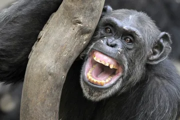 Šimpanzi žijí v přírodě už jen v pralesních ghettech, varují biologové