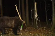 Medvědice Ema urazila s obojkem už 130 kilometrů. Pohybuje se hlavně v lesích, aktuálně na Vsetínsku