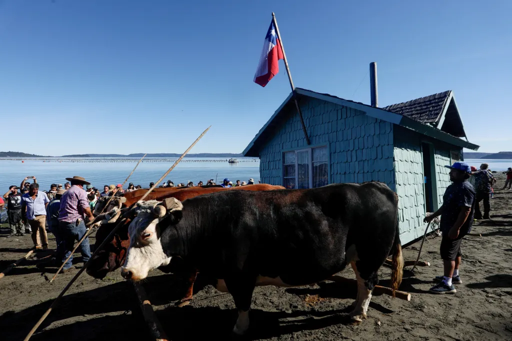 S přesunem domu na nové místo pomáhají i býci