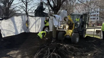 Stěhování stromů na Karlově náměstí v Praze