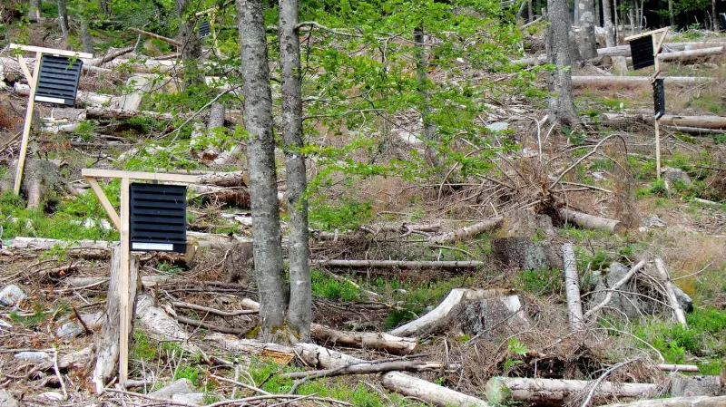 Kůrovcové lapače na Šumavě
