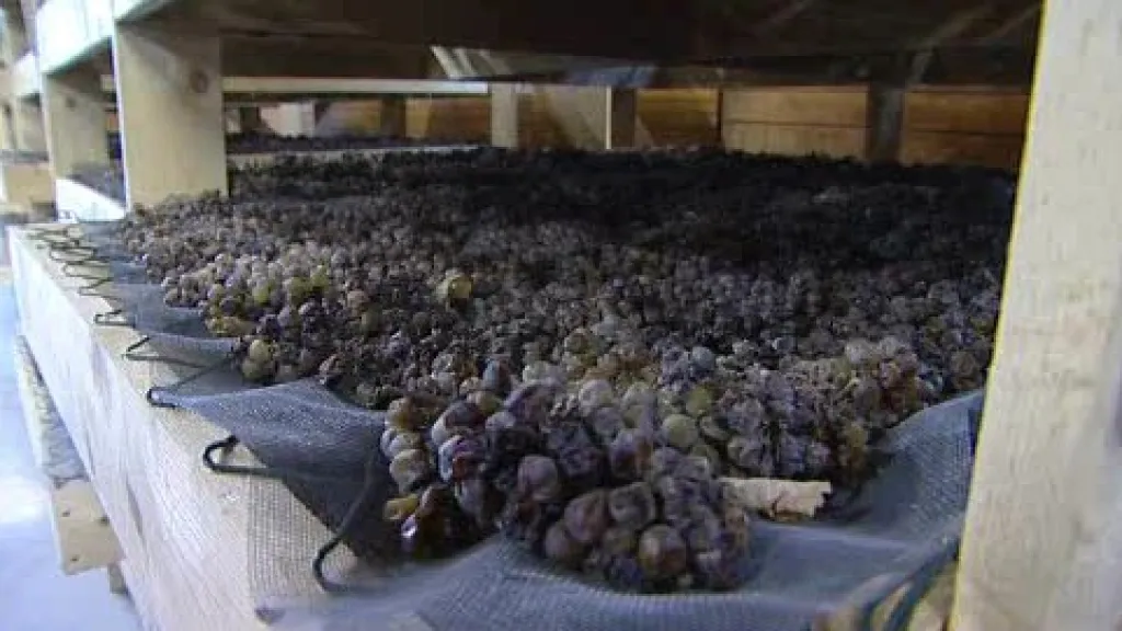 Vinaři začínají lisovat slámové víno