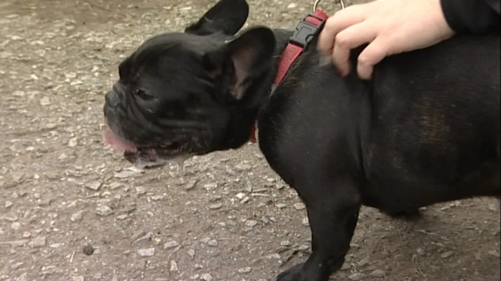 Francouzského buldočka si adoptovala Linda Pollaková