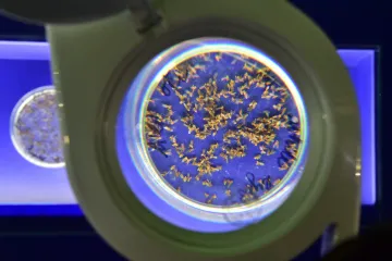 Podivuhodná cesta do jádra buňky vysvětluje principy dědičnosti a přibližuje Mendelovu práci