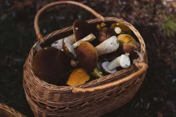 Aplikace na rozeznávání hub nemusí být spolehlivé, varují odborníci