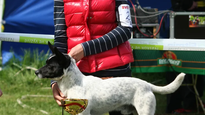 Nejkrásnější voříšek