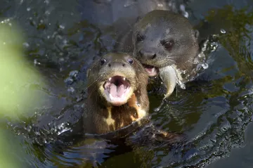 Ve zlínské zoo odchovali mláďata vydry obrovské. Návštěvníci už je mohou vidět venku