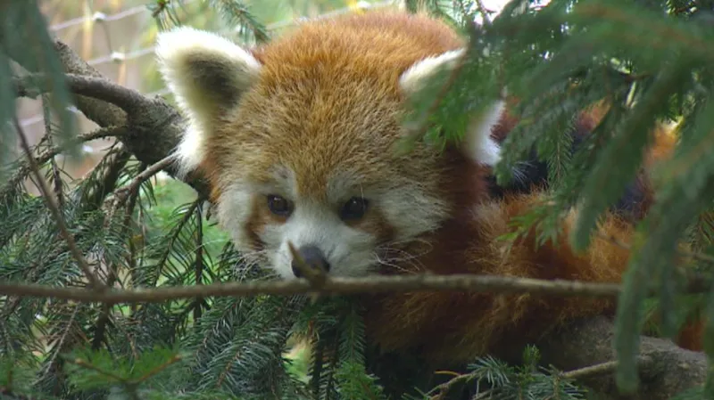 Matka dvojčat pandy červené