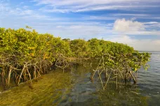 Mangrove chrání země před povodněmi. Ušetří ročně 65 miliard dolarů, popsal výzkum