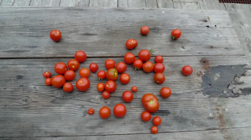 Veronika Bromová / z výstavy Příběh chaosu