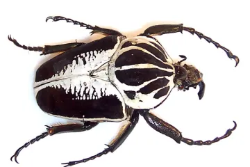 Goliášové vymírají. Jejich Davidem jsou káva a pytláci