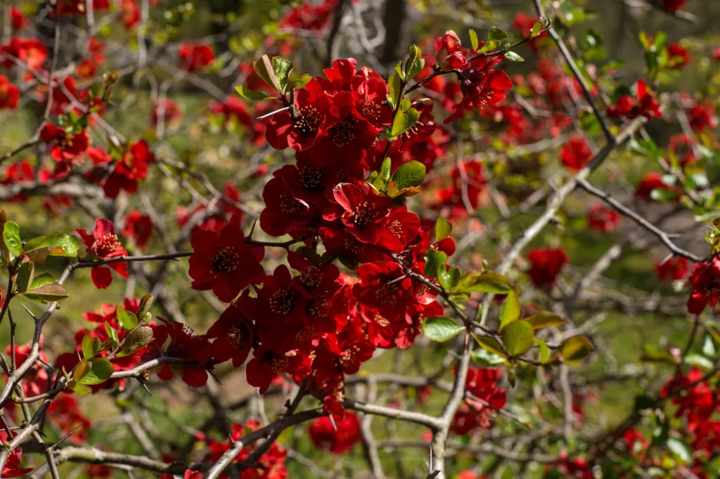 „Uzavření zahrady by mohlo mít z dlouhodobého hlediska vliv na přípravu nových expozic,“ uvedl