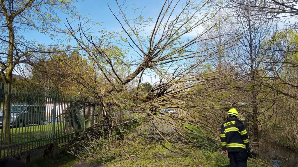 Spadlý strom v Sokolově