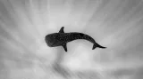 Oceněné snímky ze soutěže Ocean Art Underwater Photo Contest