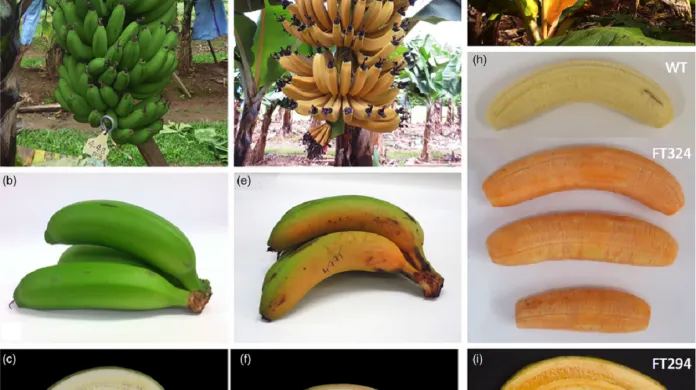 Srovnání klasických banánů Cavendish se zlatými banány