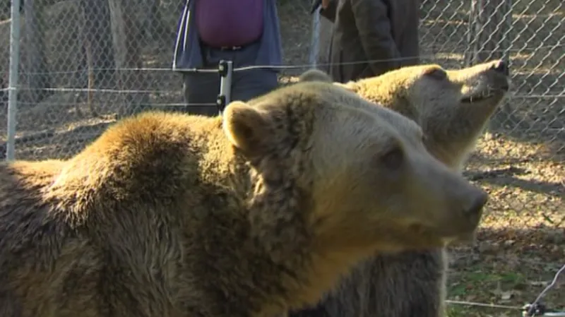 Medvědi v táborské zoo