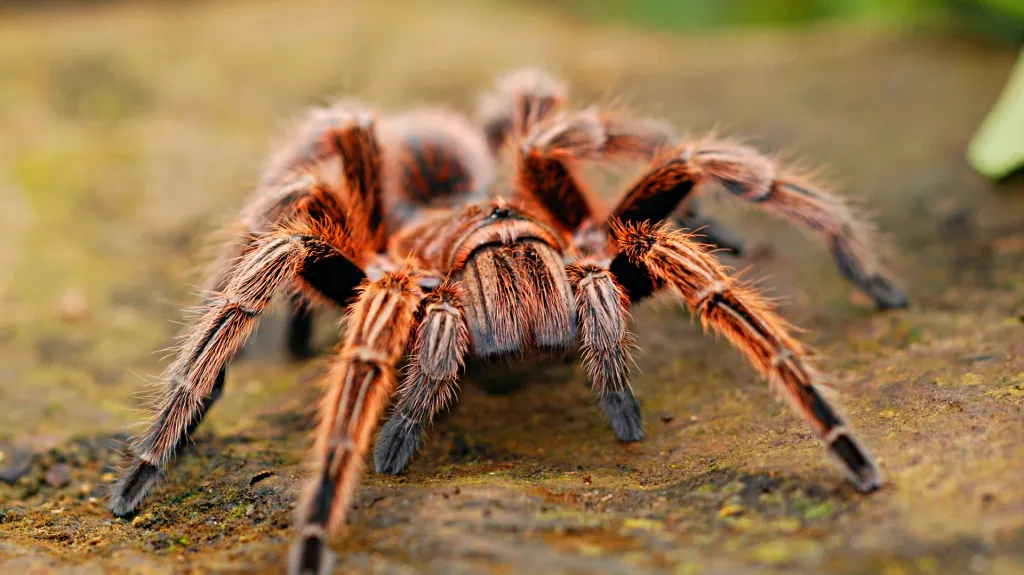 Arachnofobií, tedy strachem z pavouků, trpí asi 3-5 procent lidí
