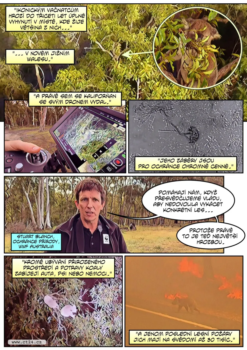 V Austrálii pomáhají se záchranou vymírající populace koalů drony s termovizí