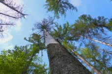 Z lesa na Kroměřížsku se podle místních šíří kůrovec. Chtějí se obrátit na inspekci