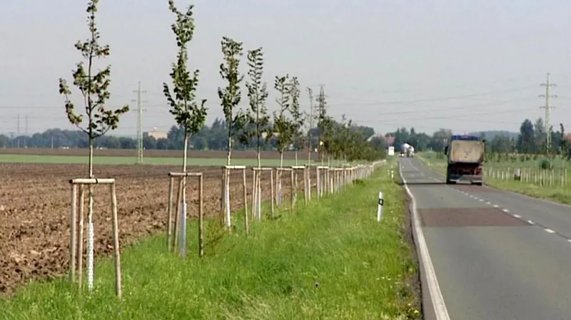 Javorovou alej nahradily mladé lípy