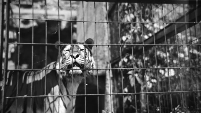 Zoo Praha na historických snímcích - výběh tygra (1949)