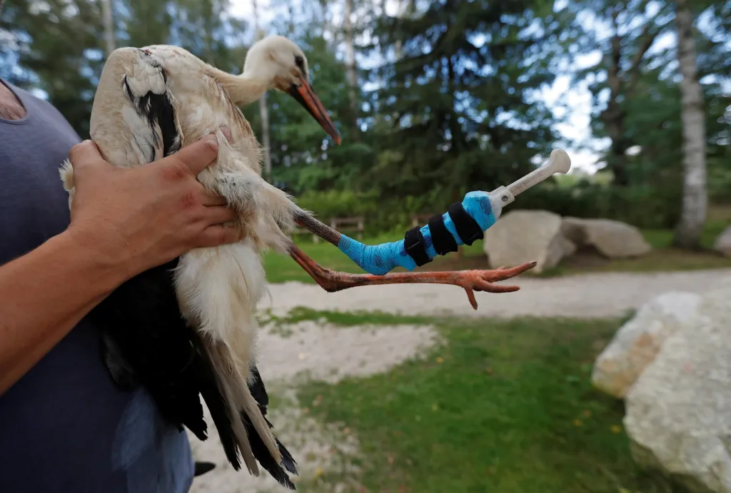 Mládě čápa, které v červenci vypadlo v Chebu z hnízda, dostalo protézu z 3D tiskárny. Tu navrhl student střední průmyslové školy. Čáp se s náhradní nohou sžívá v záchranné stanici u Františkových Lázní. Odborníci si myslí, že po důkladném zotavení ho budou moci vypustit do volné přírody