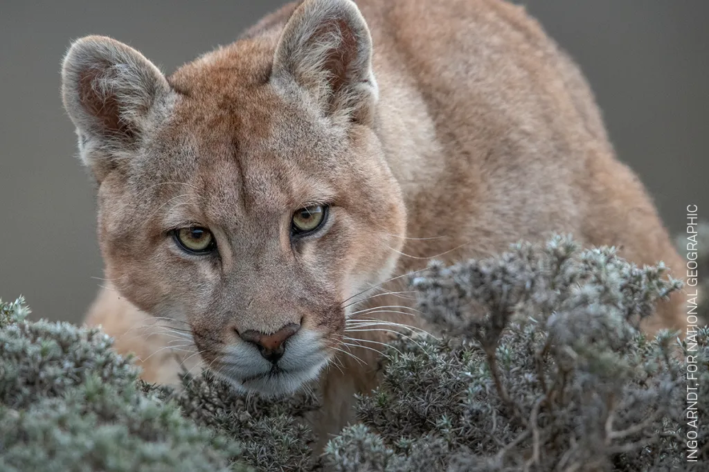 Nominace na vítěznou sérii v kategorii PŘÍRODA: Ingo Arndt pro National Geographic – Divoké pumy z Patagonie