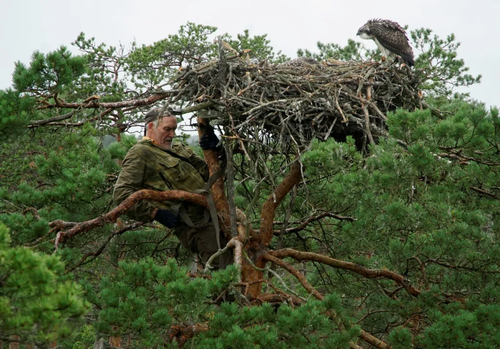 Mezinárodně uznávaný běloruský ornitolog Vladimir Ivanovski leze ve svých sedmdesáti třech letech na stromy, aby na nich zachraňoval mláďata orla mořského. Snímek vznikl poblíž vesnice Kaziany v Bělorusku