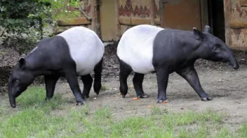 Pražská zoo získala vzácné tapíry čabrakové