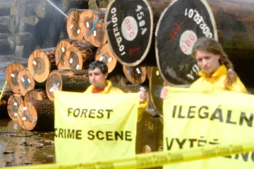 Greenpeace odhalili na Mělnicku ilegální dřevo z Konga