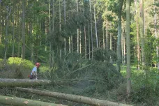 Kalamita v českých lesích zpomaluje. Získávají pestřejší dřevinnou skladbu
