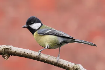 Při sčítání ptáků se nejvíce objevovala koňadra, nečekaně přibylo sojek