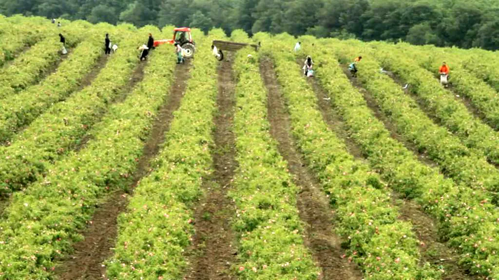 Sklizeň růžových lístků v Bulharsku