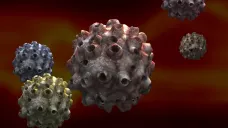 Roj virů HPV
