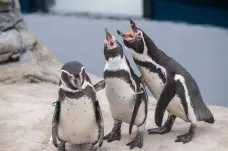 Na Novém Zélandu se objevil vzácný antarktický tučňák. Plaval sem přes tři tisíce kilometrů