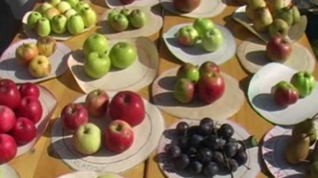 Jablečné slavnosti