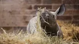 Malá samička nosorožce dvourohého černého