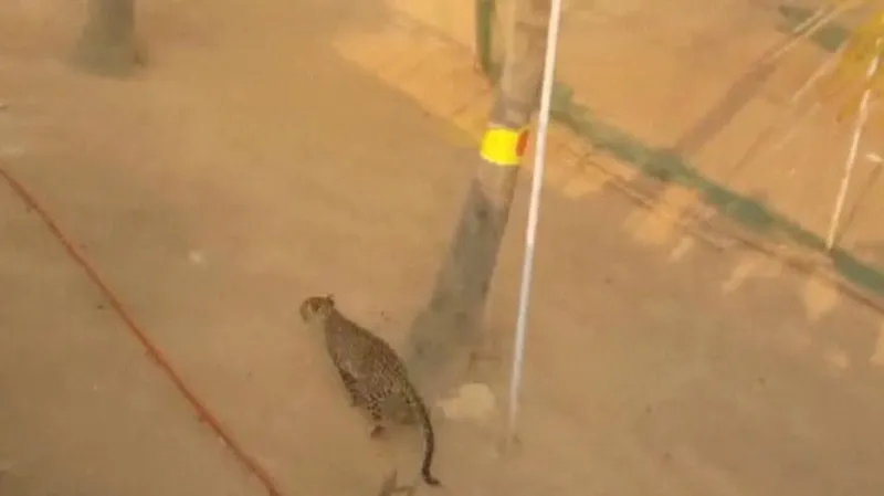 Levhart v indické škole